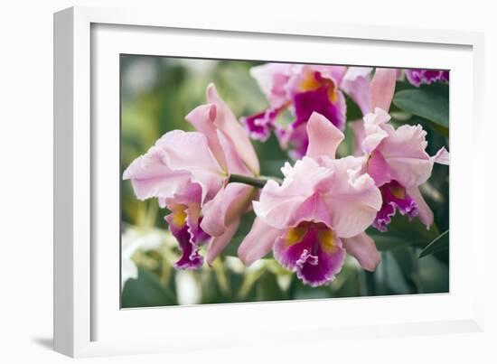 Orchid (Cattleya Sp.)-Maria Mosolova-Framed Photographic Print