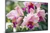 Orchid (Cattleya Sp.)-Maria Mosolova-Mounted Photographic Print