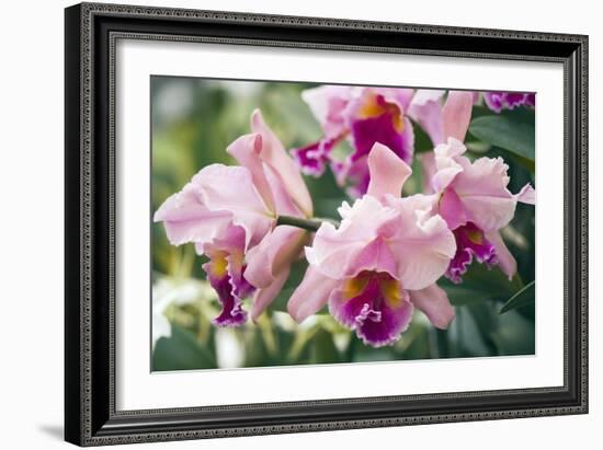 Orchid (Cattleya Sp.)-Maria Mosolova-Framed Photographic Print