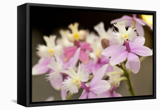 Orchid Chorus-Dana Styber-Framed Premier Image Canvas