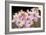 Orchid Chorus-Dana Styber-Framed Photographic Print