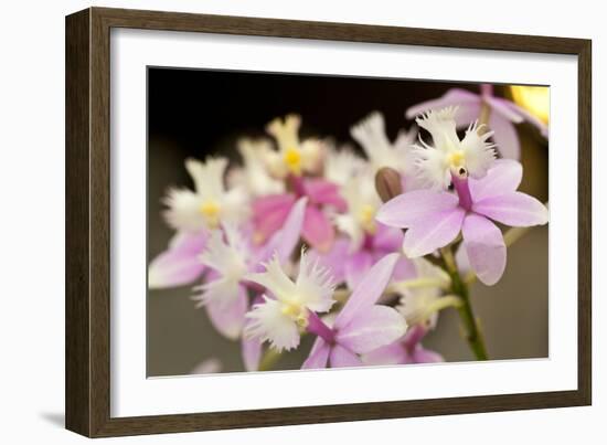 Orchid Chorus-Dana Styber-Framed Photographic Print