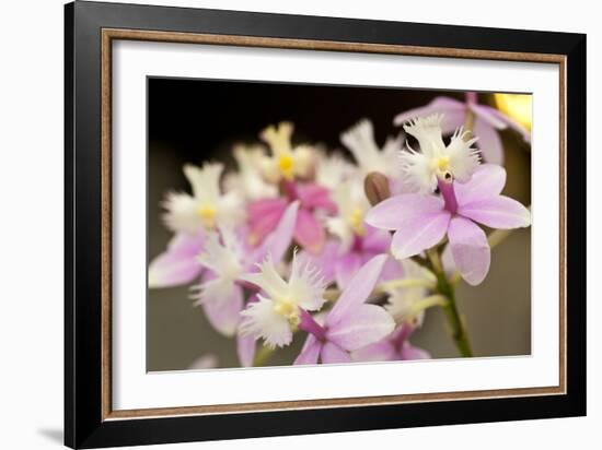 Orchid Chorus-Dana Styber-Framed Photographic Print