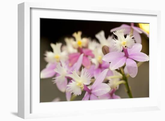 Orchid Chorus-Dana Styber-Framed Photographic Print