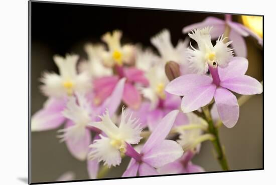 Orchid Chorus-Dana Styber-Mounted Photographic Print