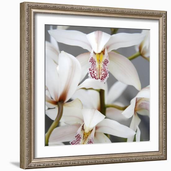 Orchid Closeup I-Nicole Katano-Framed Photo