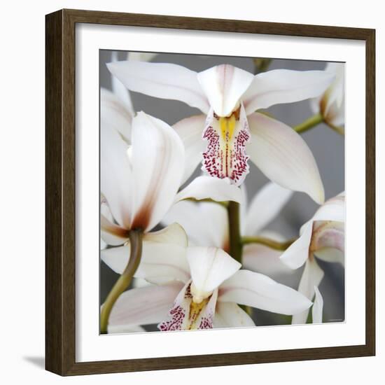 Orchid Closeup I-Nicole Katano-Framed Photo