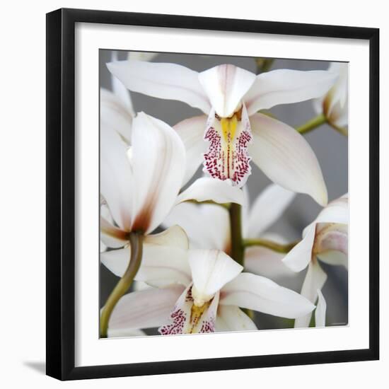 Orchid Closeup I-Nicole Katano-Framed Photo