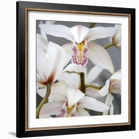 Orchid Closeup I-Nicole Katano-Framed Photo