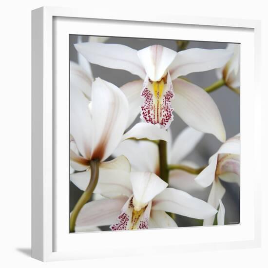 Orchid Closeup I-Nicole Katano-Framed Photo