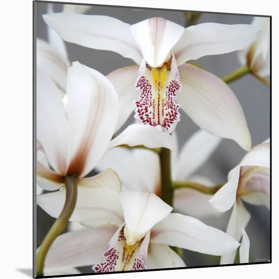 Orchid Closeup I-Nicole Katano-Mounted Photo