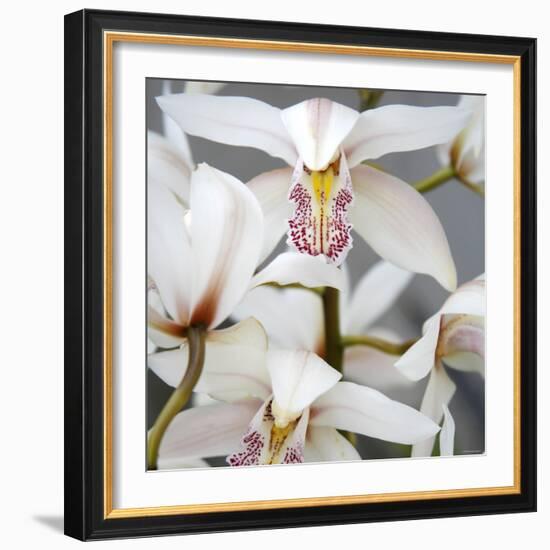 Orchid Closeup I-Nicole Katano-Framed Photo