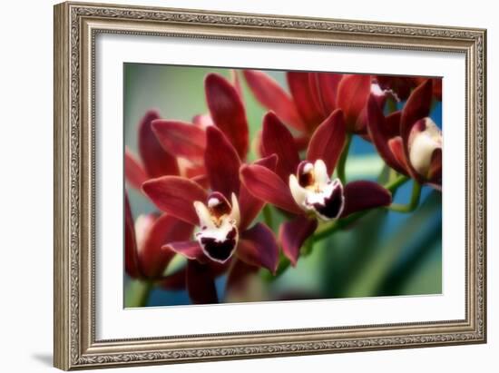 Orchid (Cymbidium Hybrid)-Maria Mosolova-Framed Photographic Print