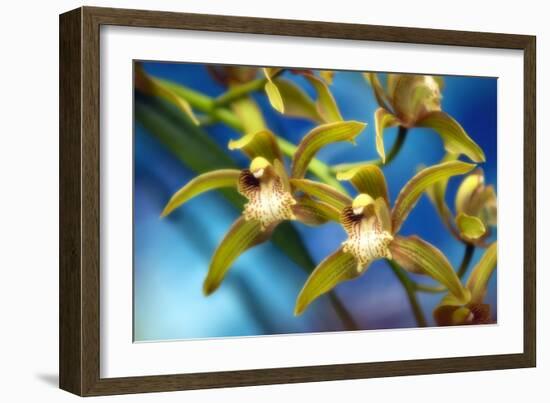 Orchid (Cymbidium Hybrid)-Maria Mosolova-Framed Photographic Print