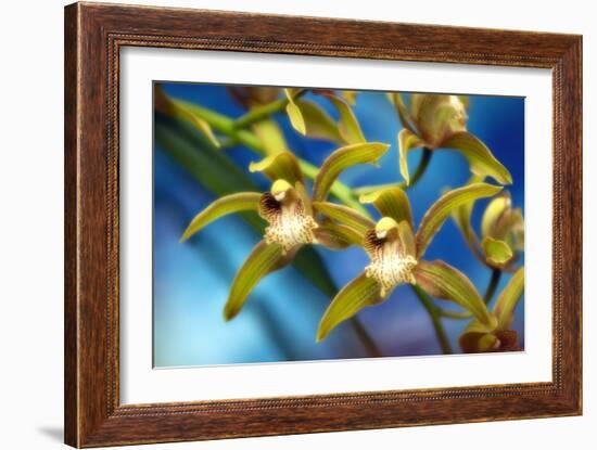 Orchid (Cymbidium Hybrid)-Maria Mosolova-Framed Photographic Print