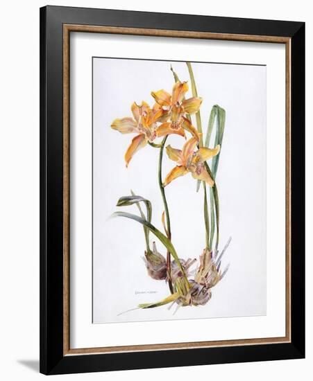 Orchid Cymbidium Pearlite, C.1980-Brenda Moore-Framed Giclee Print