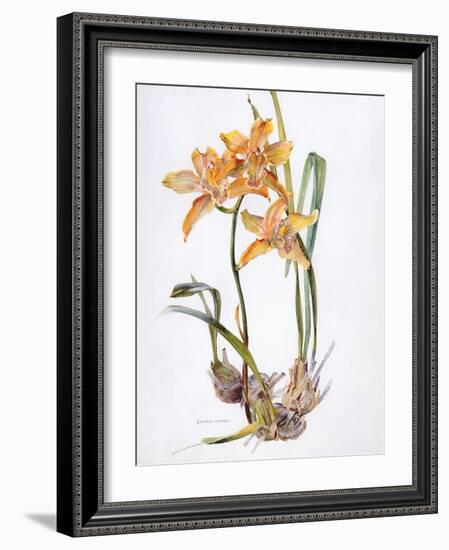 Orchid Cymbidium Pearlite, C.1980-Brenda Moore-Framed Giclee Print