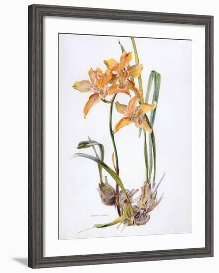 Orchid Cymbidium Pearlite, C.1980-Brenda Moore-Framed Giclee Print