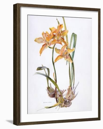 Orchid Cymbidium Pearlite, C.1980-Brenda Moore-Framed Giclee Print