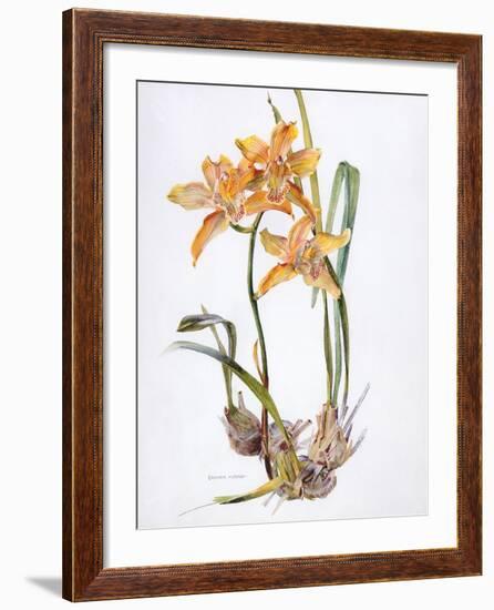 Orchid Cymbidium Pearlite, C.1980-Brenda Moore-Framed Giclee Print