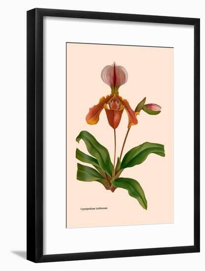 Orchid: Cypripedium Lathianum-William Forsell Kirby-Framed Art Print