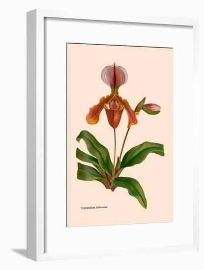 Orchid: Cypripedium Lathianum-William Forsell Kirby-Framed Art Print