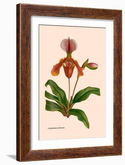 Orchid: Cypripedium Lathianum-William Forsell Kirby-Framed Art Print