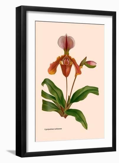 Orchid: Cypripedium Lathianum-William Forsell Kirby-Framed Art Print