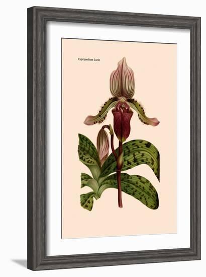 Orchid: Cypripedium Lucie-William Forsell Kirby-Framed Art Print