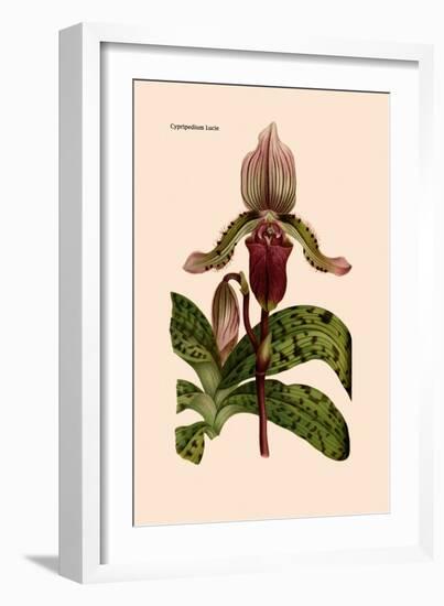 Orchid: Cypripedium Lucie-William Forsell Kirby-Framed Art Print