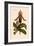 Orchid: Cypripedium Lucie-William Forsell Kirby-Framed Art Print