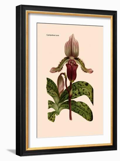 Orchid: Cypripedium Lucie-William Forsell Kirby-Framed Art Print