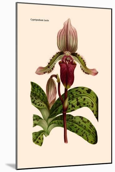 Orchid: Cypripedium Lucie-William Forsell Kirby-Mounted Art Print