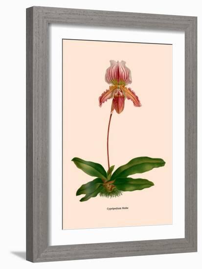 Orchid: Cypripedium Niobe-null-Framed Art Print