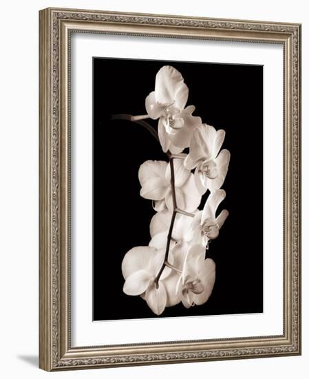 Orchid Dance I-John Rehner-Framed Giclee Print