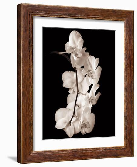 Orchid Dance I-John Rehner-Framed Giclee Print