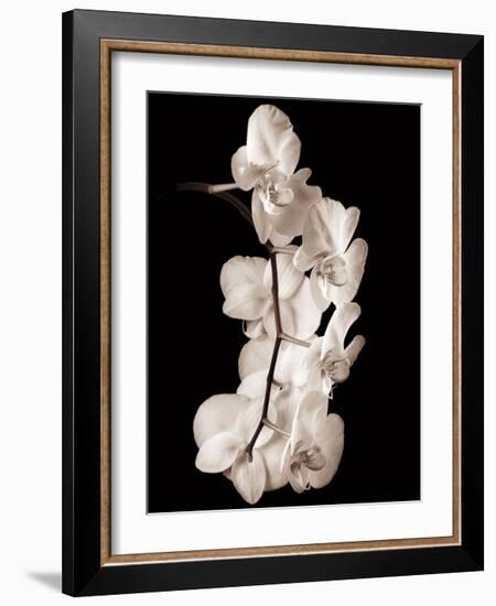 Orchid Dance I-John Rehner-Framed Giclee Print