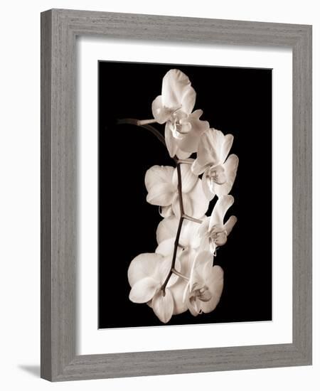 Orchid Dance I-John Rehner-Framed Giclee Print