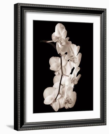 Orchid Dance I-John Rehner-Framed Giclee Print