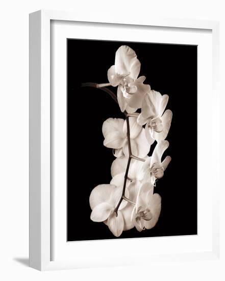 Orchid Dance I-John Rehner-Framed Giclee Print