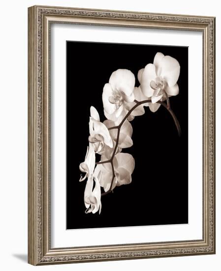 Orchid Dance II-John Rehner-Framed Giclee Print