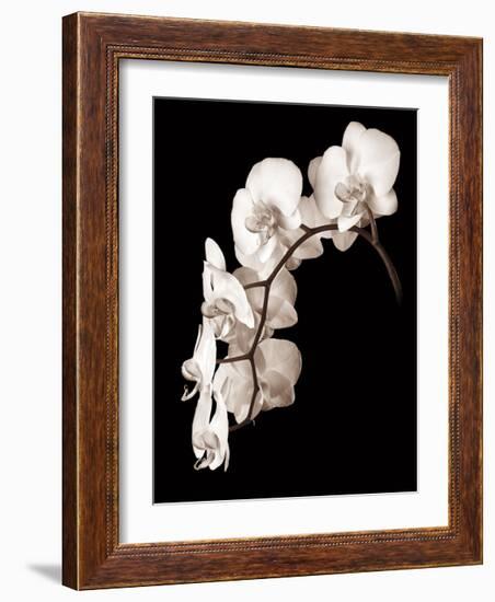 Orchid Dance II-John Rehner-Framed Giclee Print