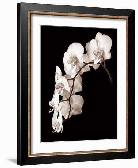 Orchid Dance II-John Rehner-Framed Giclee Print