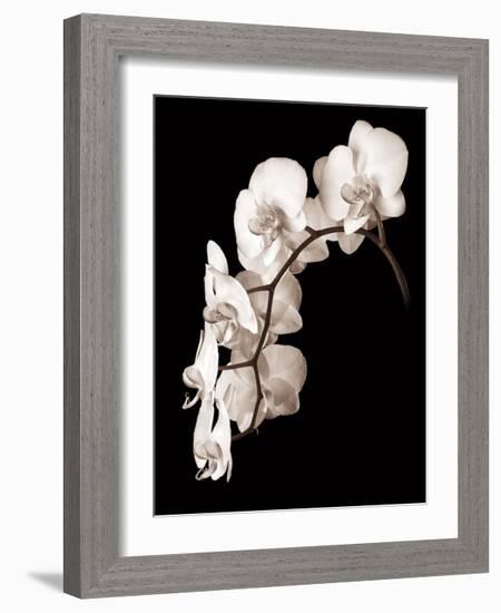 Orchid Dance II-John Rehner-Framed Giclee Print