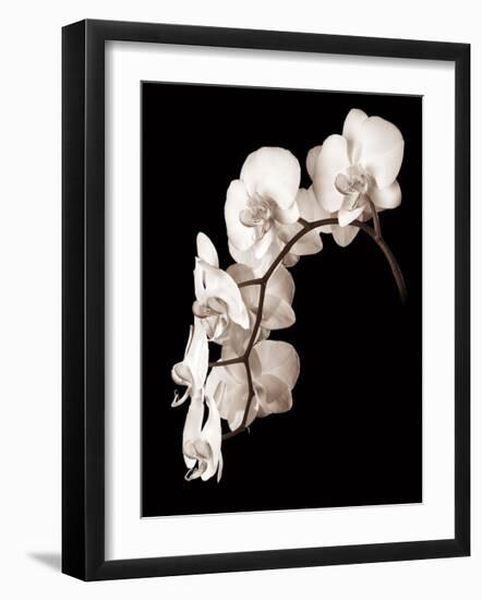 Orchid Dance II-John Rehner-Framed Giclee Print