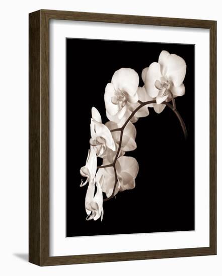 Orchid Dance II-John Rehner-Framed Giclee Print