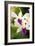 Orchid (Dendrobium)-Maria Mosolova-Framed Photographic Print