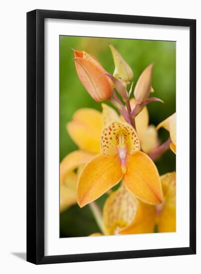 Orchid Disa Kewensis-Jon Stokes-Framed Photographic Print