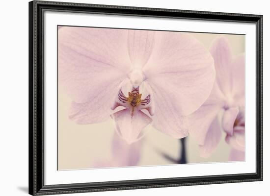 Orchid Dream-John Harper-Framed Giclee Print