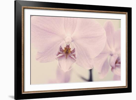 Orchid Dream-John Harper-Framed Giclee Print